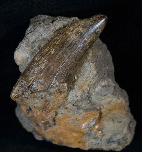 Thick Tyrannosaur Tooth In Matrix - Montana #14032